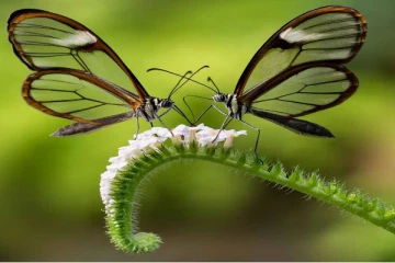 உலகின் தனித்துவமான கண்ணாடி இறக்கை பட்டாம்பூச்சி., இதை பார்த்தால் ஆச்சரியப்படுவீர்கள்