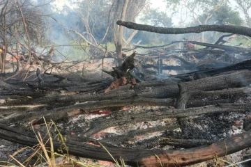 வவுனியா மாமடு பகுதியில் காட்டுத்தீப்பரவல் - தீயணைப்பு பிரிவினர் நடவடிக்கை