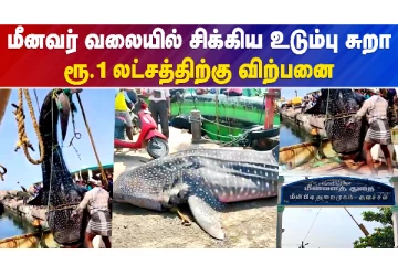 மீனவர் வலையில் சிக்கிய உடும்பு சுறா..ரூ.1 லட்சத்திற்கு விற்பனை