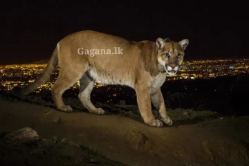 නිදැල්ලේ ඇවිදින සිංහ ධේනුවක් නිසා නගරයක් හුදකලා වී යයි.