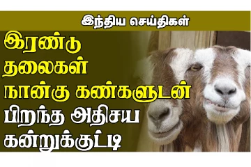 இரண்டு தலைகள் நான்கு கண்களுடன் பிறந்த அதிசய கன்றுக்குட்டி! (VIDEO)