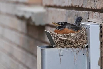 வாஸ்து: வீட்டில் பறவை கூடு கட்டினால் அது அபசகுணமா? நல்லதா?