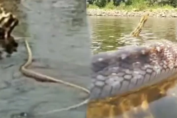 Viral Video: நீரில் நீந்திச் சென்ற ராட்சத பாம்பு... திடீரென எடுத்த Revenge