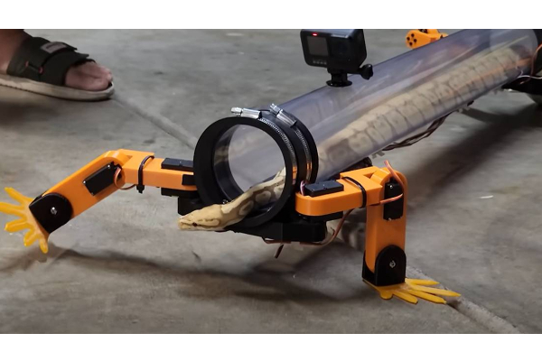 பாம்பை நடக்க வைத்து சாதித்த இளைஞன் - வாயடைத்துபோன பார்வையாளர்கள்; வைரல் வீடியோ | Walking Snake Have Legs See Here Viral