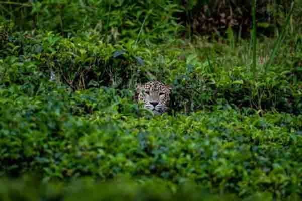 எட்டிப்பார்க்கும் சிறுத்தையால் அச்சத்தில் மக்கள்! | People In Fear Of A Peeping Leopard