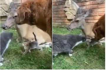 மனிதர்களையே ஓவர்டேக் செய்யும் விலங்குகள்! இதயத்தை உருக வைத்த காட்சி