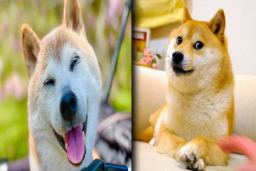 ஜப்பானின் மீம்ஸ் புகழ் கபோசு நாய் உயிரிழப்பு