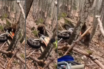 வெறியோடு கடிக்கப் பாய்ந்த கரடி - பதற வைக்கும் வீடியோ வைரல்!