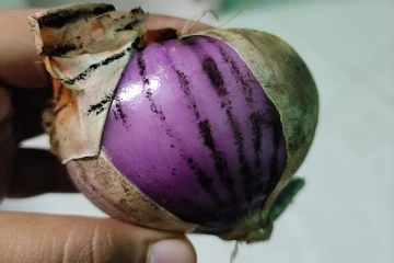 Fact Check: வெங்காயத்தால் கருப்பு பூஞ்சை நோய் பரவுகிறதா?