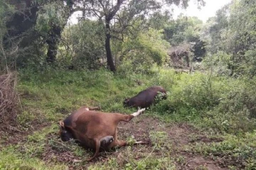 வவவுனியாவில் நல்லின மாடுகள் மர்ம சாவு