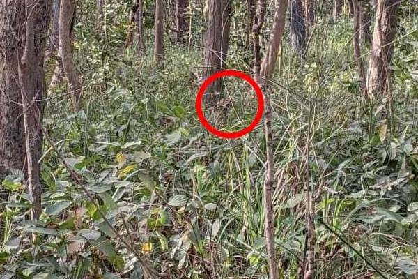 படத்தில் 10 வினாடிக்குள் சிறுத்தையை கண்டுபிடிக்க முடியுமா? | Optical Illusion Spot The Leopard In 10 Sec படத்தில் 10 வினாடிக்குள் சிறுத்தையை கண்டுபிடிக்க முடியுமா? | Optical Illusion Spot The Leopard In 10 Sec