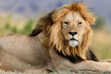 காதலியை கவர சிங்கத்திடம் சென்றவர் உயிரிழப்பு; அதிர்ச்சியை ஏற்படுத்திய சம்பவம்