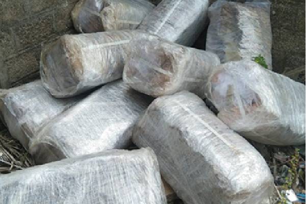 கைவிடப்பட்ட வீடொன்றில் பெருமளவு புகையிலை இலைகள் மீட்பு | Smuggling Kendu Leaves In Seethuwa Navy
