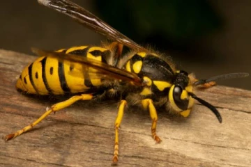 மயானத்துக்கு சென்றவர்களுக்கு குளவிகளால் நேர்ந்த கதி