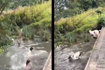 மனிதர்கள் போல் நீரில் குதித்து விளையாடும் நாய்கள்... களிப்பூட்டும் வைரல் காட்சி!