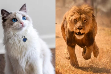 வனவிலங்குகளுக்கு உணவு தேவை... நாடொன்றின் பயங்கர திட்டம்