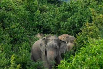 இலங்கையில் காட்டு யானை தாக்கி பெண்ணொருவர் பரிதாபமாக உயிரிழப்பு!