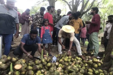 தமிழர் பகுதியில் இடம்பெற்ற நுங்கு திருவிழா-செய்திகளின் தொகுப்பு