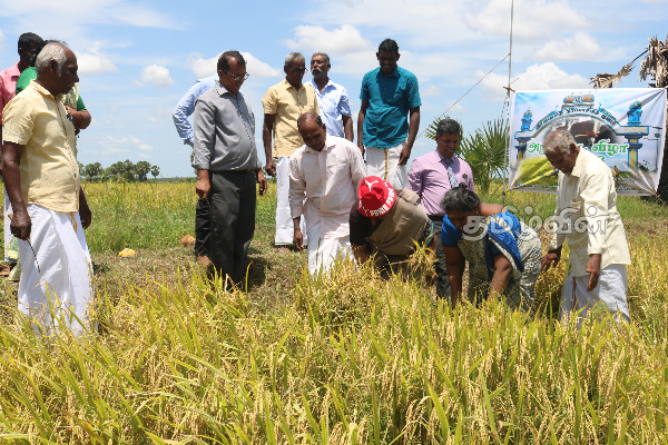 கிளிநொச்சியில் ஆரம்பமான சிறுபோக அறுவடை விழா | Harvest Festival Started In Kilinochchi