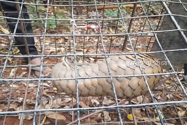 புத்தளத்தில் மீட்கப்பட்ட அரிய வகை விலங்கினம் (Video) | A Rare Animal Found In Puttalam