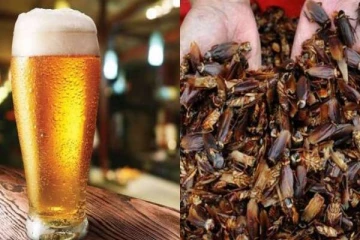 கரப்பான் பூச்சியில் இருந்து பீரை தயாரிக்கும் நாடு! இலங்கை மதிப்பில் இவ்வளவா?