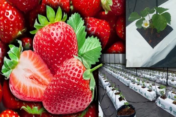 இலங்கையின் முதலாவது ஸ்ட்ரோபரி பண்ணை!