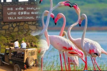 இலங்கையில் அதிக சுற்றுலாப் பயணிகளைக் கவர்ந்த இடமாக தேசிய பூங்காக்கள்