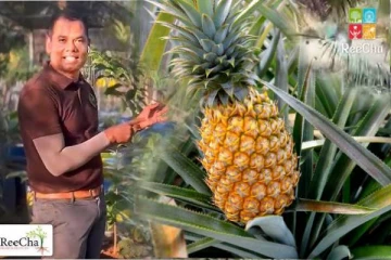 6000 அன்னாசி செடிகள்... பயிர்ச்செய்கையில் அசத்தும் இலங்கை Reecha!