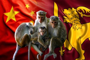 இலங்கை குரங்குகளை சீனாவுக்கு ஏற்றுமதி செய்யும் நடவடிக்கை : நீதிமன்றின் தீர்மானம்