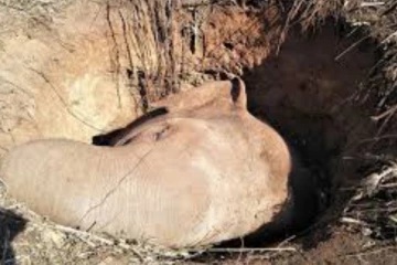 අලි මිනිස් ගැටුම දරුණු අතට - රට වටෙන්ම ඇසෙන සංවේදී පුවත්..