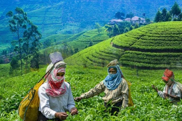 தொழில் உரிமை கோரி பொகவந்தலாவ பெருந்தோட்ட தொழிலாளர்கள் போராட்டம்