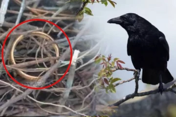 தங்க வளையலில் கூடு கட்டிய காகம்: வெளிவந்த சுவாரசிய பின்னணி