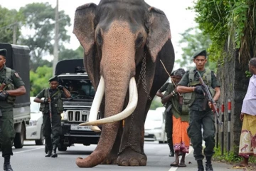 බෞද්ධයන්ගේ සදා ආදරයට ලක් වූ මියගිය නැදුන්ගමුවේ හස්තිරාජයා වෙනුවෙන් ගත් නවතම තීරණය මෙන්න..