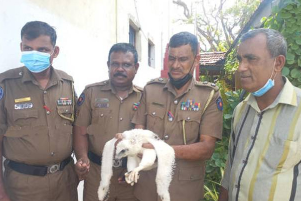 இலங்கையில் அரிய வகை வெள்ளை நிற கழுகுடன் சிக்கிய நபர்! | Sri Lanka White Eagle Halieetus Leucogwter Arrest இலங்கையில் அரிய வகை வெள்ளை நிற கழுகுடன் சிக்கிய நபர்! | Sri Lanka White Eagle Halieetus Leucogwter Arrest
