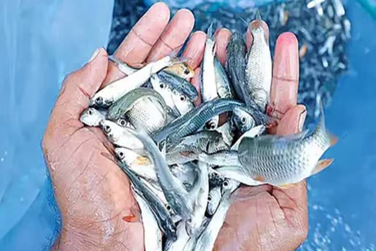 மீன் குஞ்சுகள் வெளியேறுவதைத் தடுக்கும் 59 தடுப்பு வலைத் தொகுதிகள் வழங்கல் | Provision 59 Barrier Net Blocks Prevent Fish Fry