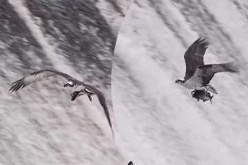 Viral Video: கழுகுடன் வானில் பயணிக்கும் மீன்... மெய்சிலிர்க்க வைக்கும் காட்சி