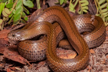 பச்சோந்திகளைப் போல நிறத்தை மாற்றும் பாம்பு பற்றி தெரியுமா? முழுத்தகவல் இதோ