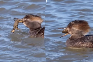 Viral Video: நண்டை லாவகமாக விழுங்கிய வாத்து! ரசிக்க வைக்கும் அசத்தலான காட்சி