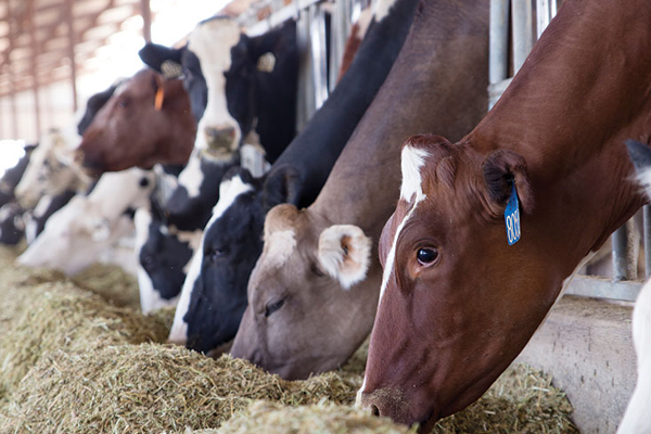 கடும் சரிவை சந்தித்த பால் மற்றும் முட்டை உற்பத்தி! | Milk And Egg Production Suffered A Sharp Decline