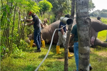 வவுனியாவில் மின்சாரம் தாக்கி யானை உயிரிழப்பு (Photos)