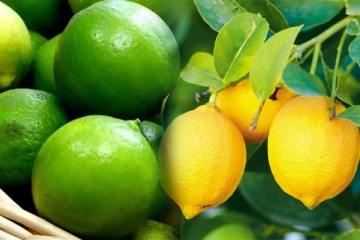 எலுமிச்சைப்பழத்தின் விலை சடுதியாக வீழ்ச்சி