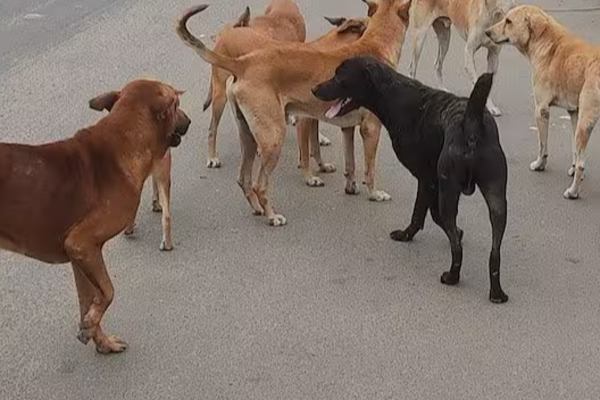 தங்காலையில் நாய்களுக்கும் ஐஸ் போதைப்பொருள் ; அதிர்ச்சி தரும் காணொளி | Ice Drugs Given To Dogs In Tangalle