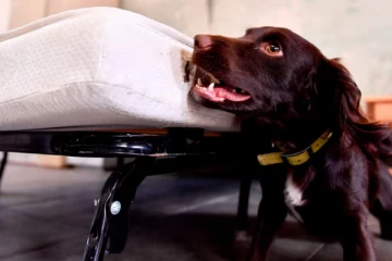 பிரித்தானிய ஹொட்டல்கள், வீடுகளில் சோதனையிட மோப்ப நாய்களுக்கு அழைப்பு: காரணம் இதுதான்