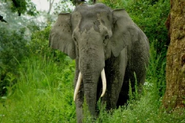 சட்டவிரோத மின்கம்பியில் சிக்கி காட்டு யானை உயிரிழப்பு (VIDEO)