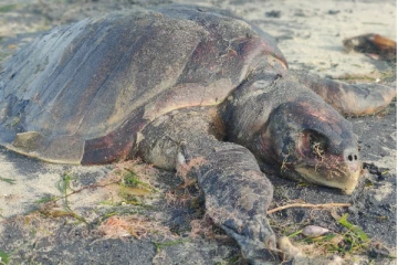 வங்காலை கடற்கரையில் உயிரிழந்த நிலையில் கரையொதுங்கிய கடலாமை