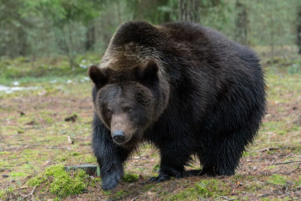 திருகோணமலையில் கரடியின் தாக்குதலுக்கு இலக்காகிய வயோதிபர்! - ஐபிசி தமிழ்