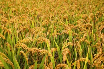 මෙරට ගොවිමහතුන්ට මෙන්න සුබ ආරංචියක්...