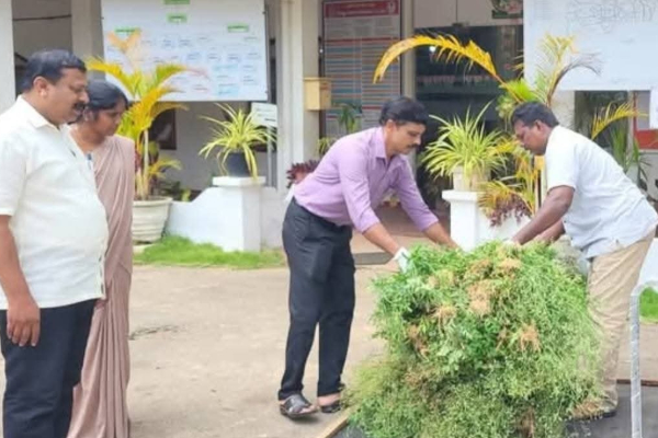 கிலோ 200 ரூபாய் ; கிளிநொச்சியில் கட்டுக்கட்டாக குவிந்த பார்த்தீனியம்! | Partheenium In Kilinochchi At Rs 200 Per Kg