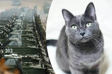 ரஷ்ய பூனைகளுக்கு உக்ரைனில் தடை