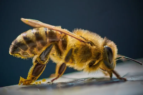 குழவி கொட்டி தந்தை உயிரிழப்பு; பிள்ளைகள் மருத்துவமனையில் | Bees Of Father Children At The Hospital